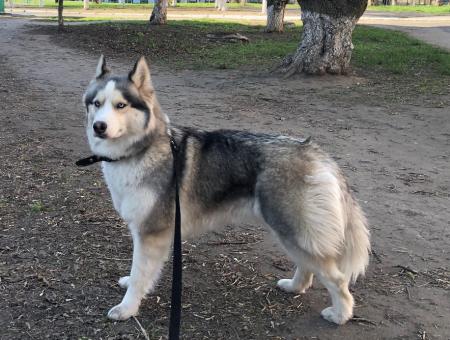 Лайка-полуволк по кличке Пуля из Ростова-на-Дону предупреждает бойцов о беспилотниках